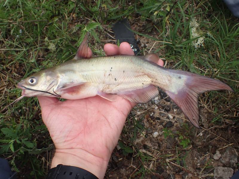Channel catfish in Goodrich