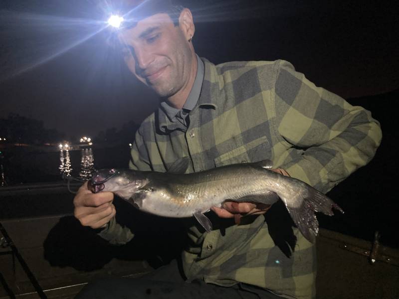 Channel catfish in Chula Vista