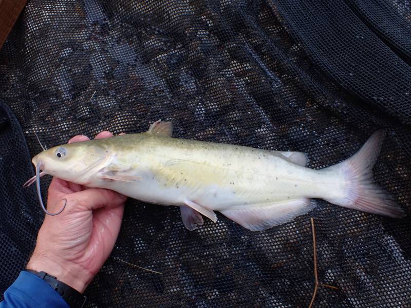 Channel catfish in Jersey Village