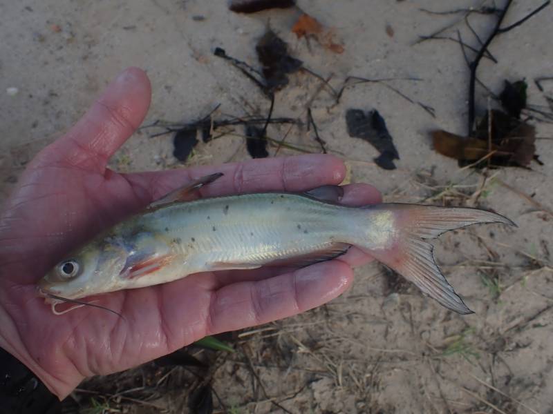 Channel catfish in Jersey Village
