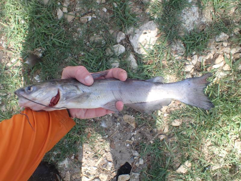 Channel catfish in Waller
