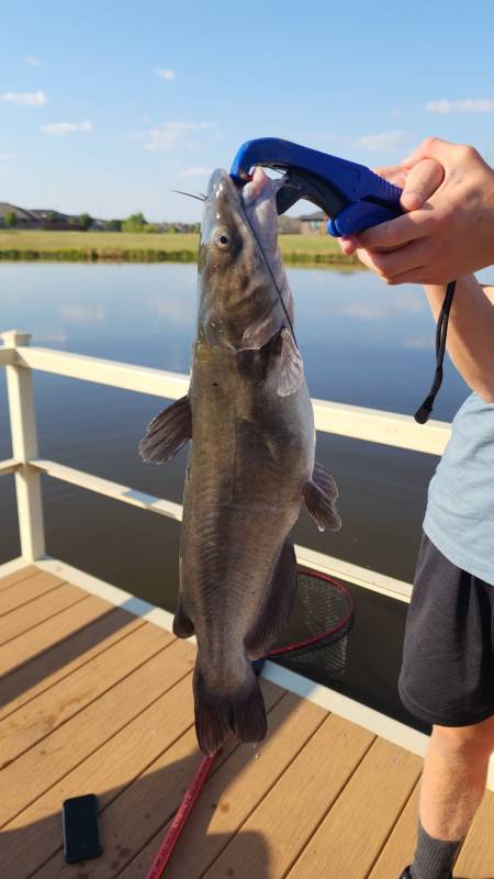 Channel catfish in Tuttle