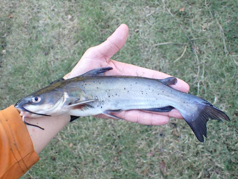 Channel catfish in La Grange