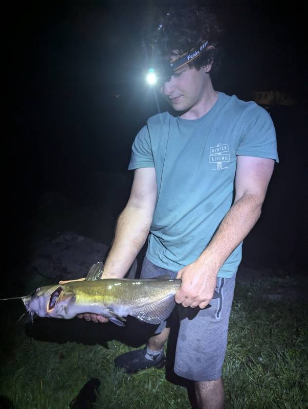 Channel catfish in Jewett City