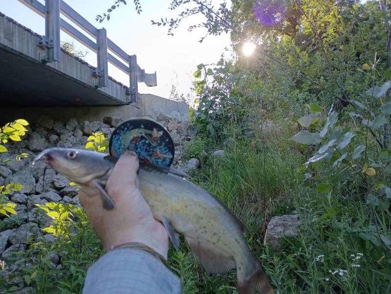 Channel catfish in Joliet