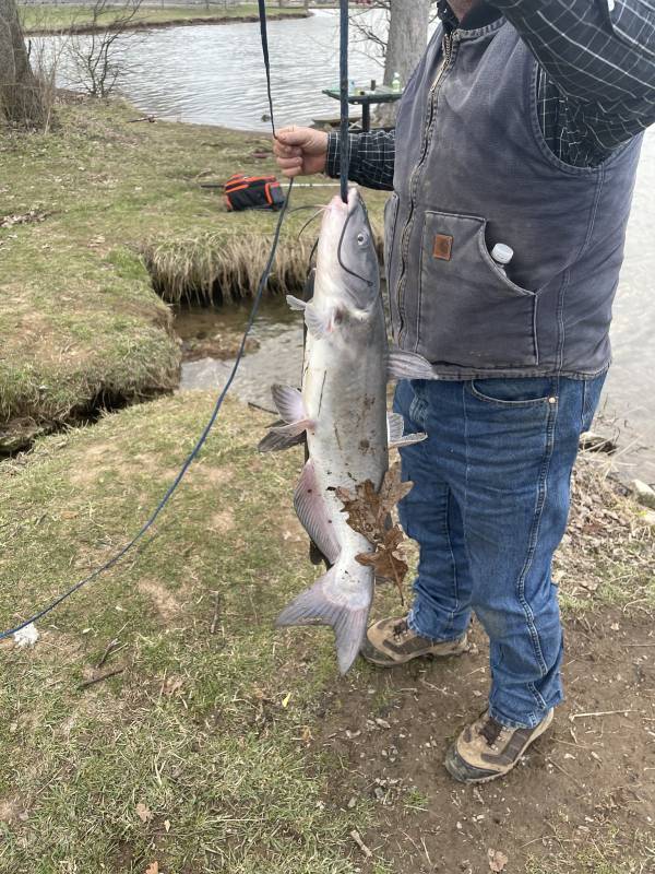 Channel catfish in Kentucky