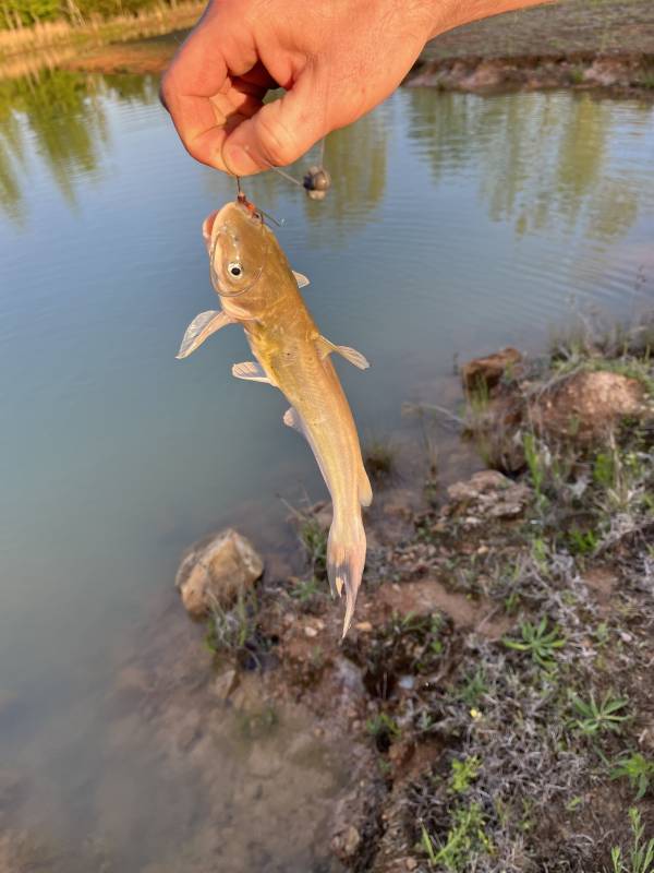 Channel catfish in Trinity
