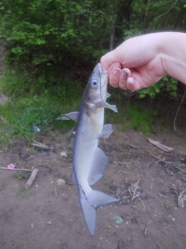 Channel catfish in New Richmond