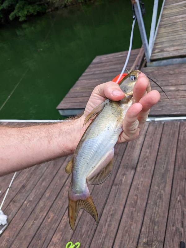 Channel catfish in Falkville