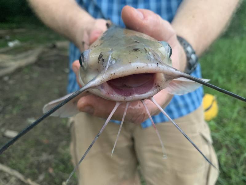 Channel catfish in Hempstead