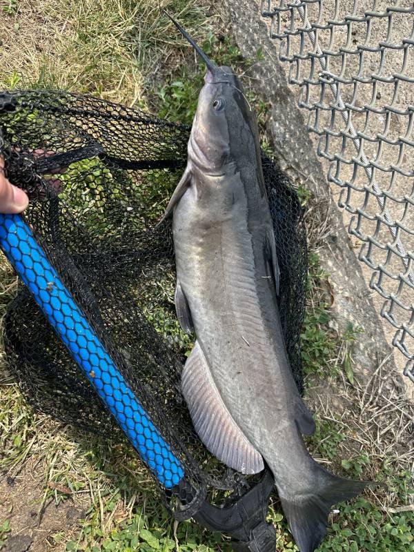 Channel catfish in Philadelphia County