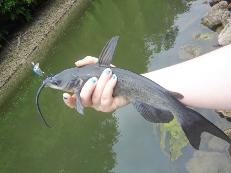 Channel catfish in New Richmond