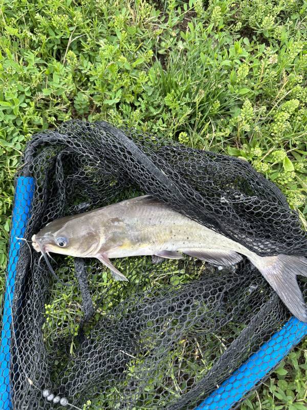 Channel catfish in Philadelphia County