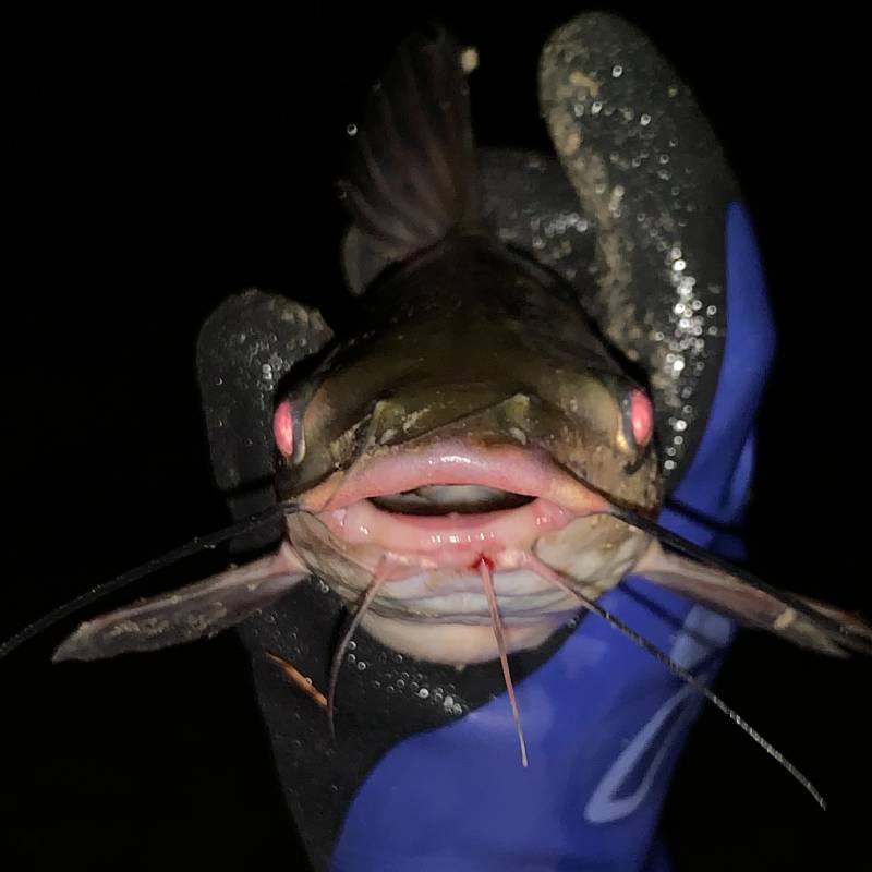 Channel catfish in Jersey Village