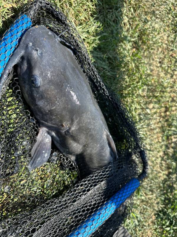 Channel catfish in Philadelphia County