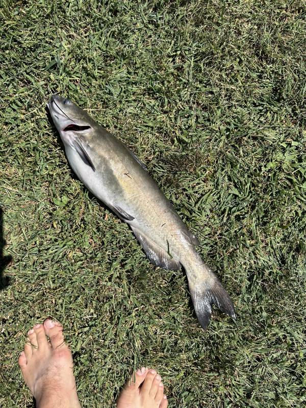 Channel catfish in Philadelphia County