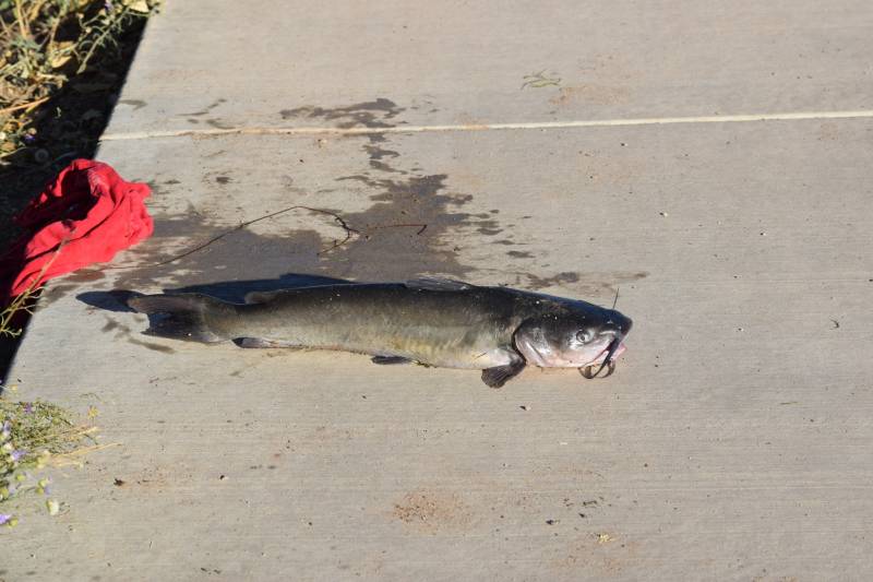 Channel catfish in New Mexico