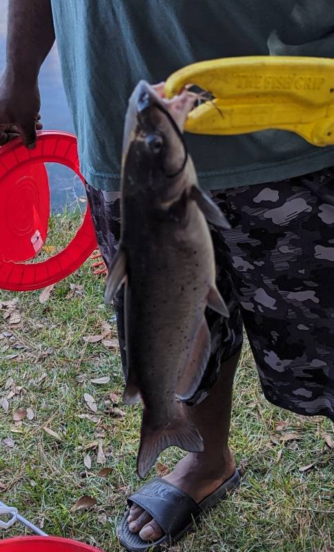 Channel catfish in Cayce