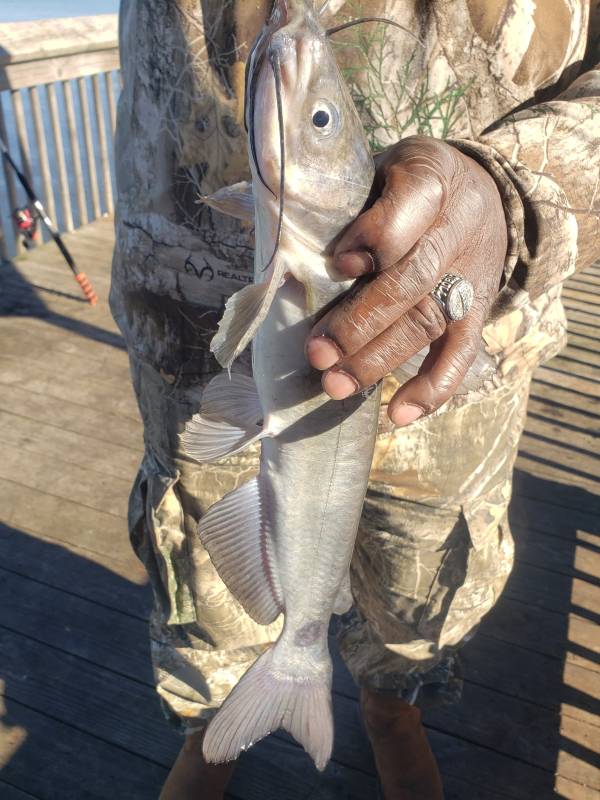 Channel catfish in Shreveport