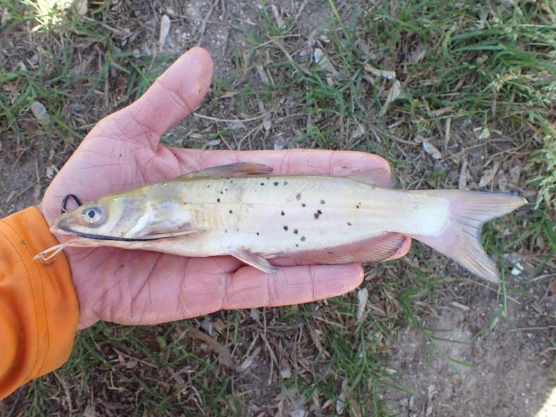 Channel catfish in Brazoria