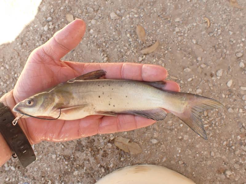 Channel catfish in Brazoria