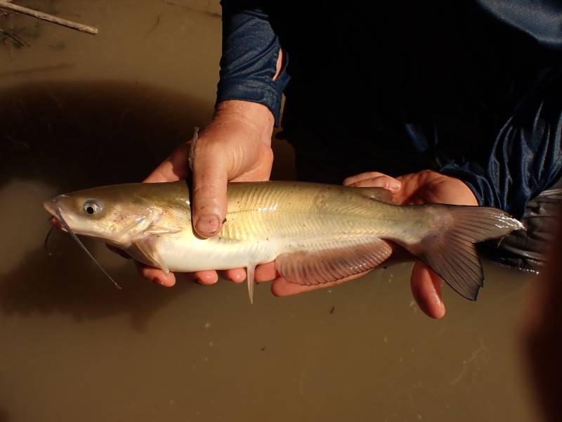 Channel catfish in Richmond