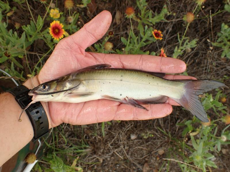 Channel catfish in Brazos Country