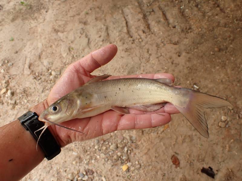 Channel catfish in Sealy