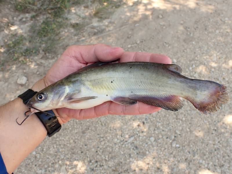 Channel catfish in Guadalupe River