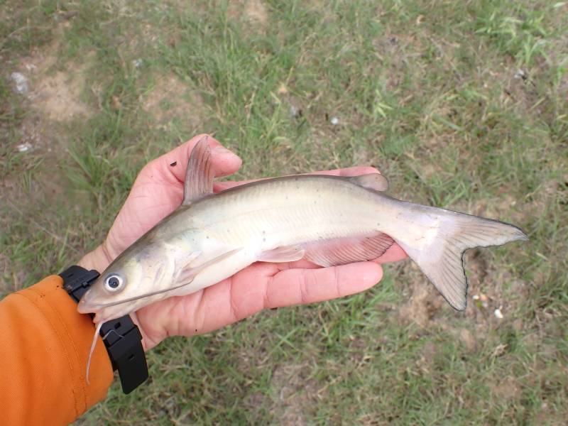 Channel catfish in Jersey Village