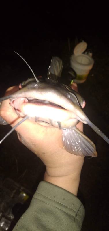 Channel catfish in Canfield