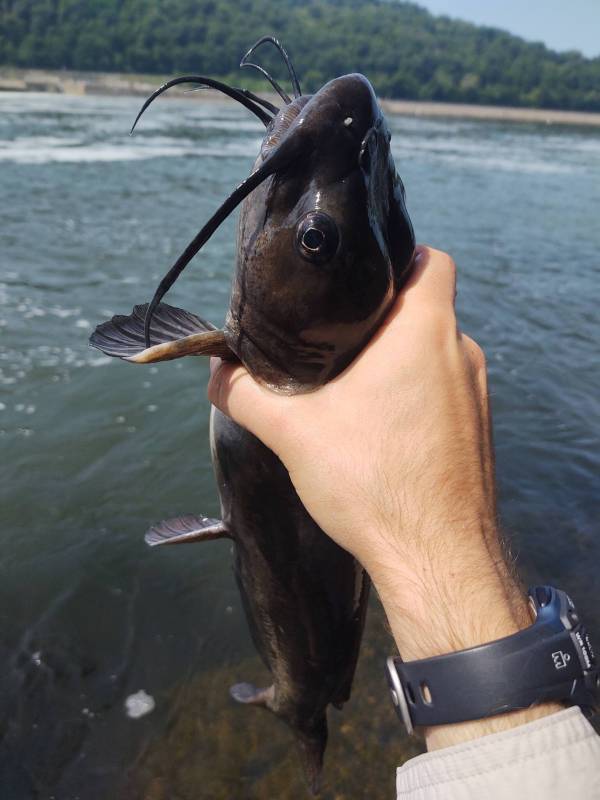 Channel catfish in Steubenville