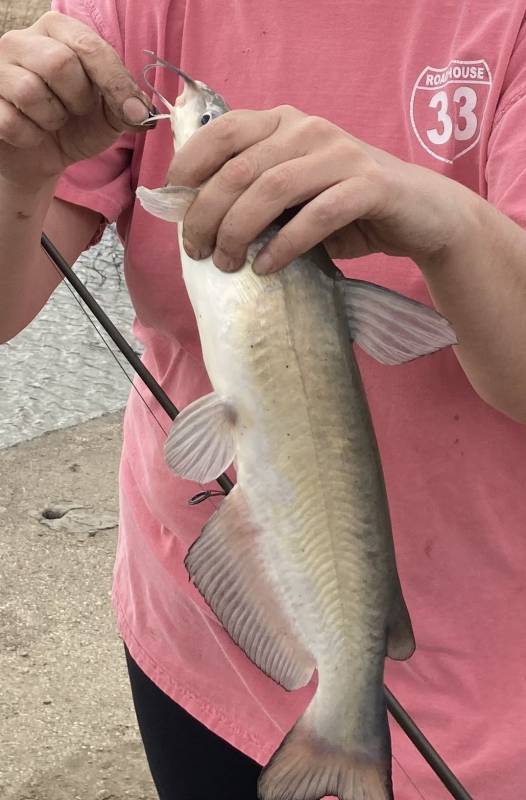 Channel catfish in Mississippi
