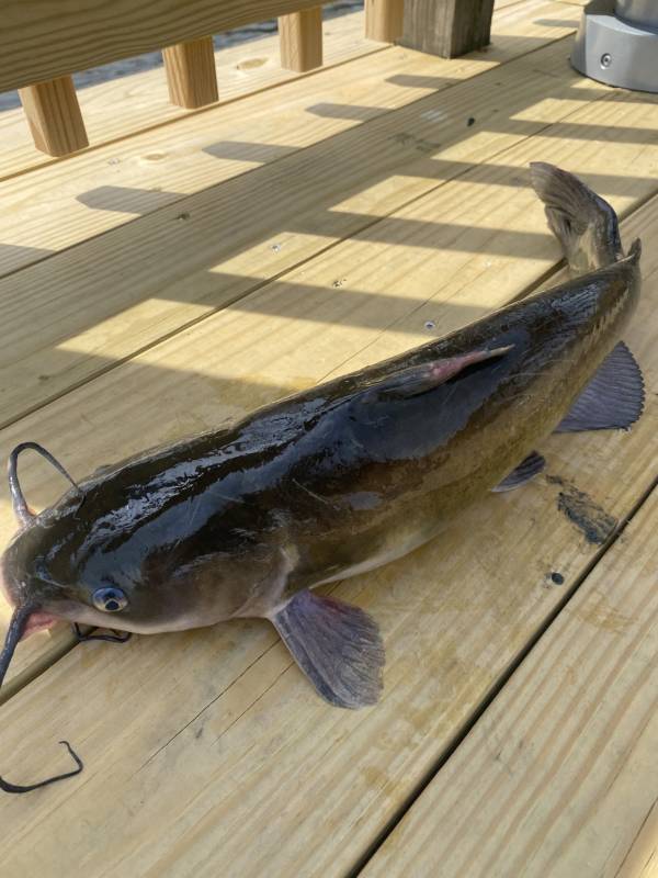 Channel catfish in Odessa