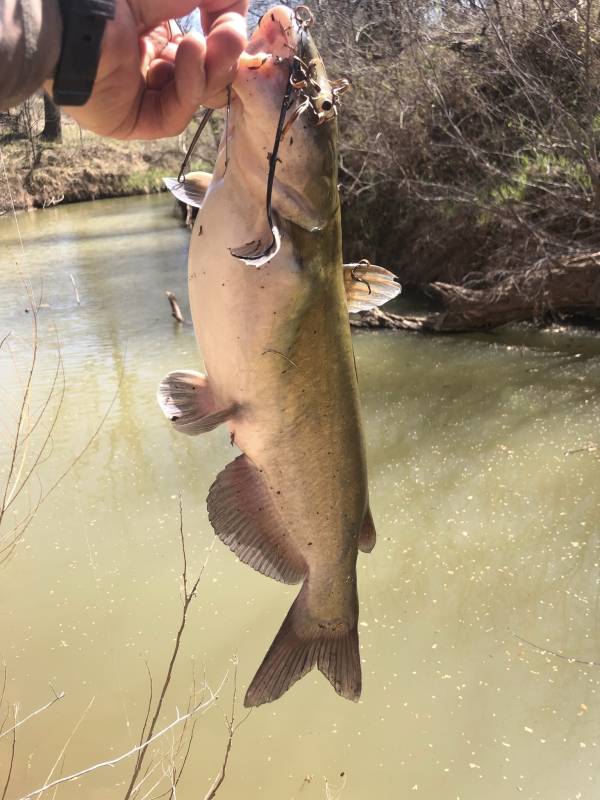 Channel catfish in Archer City