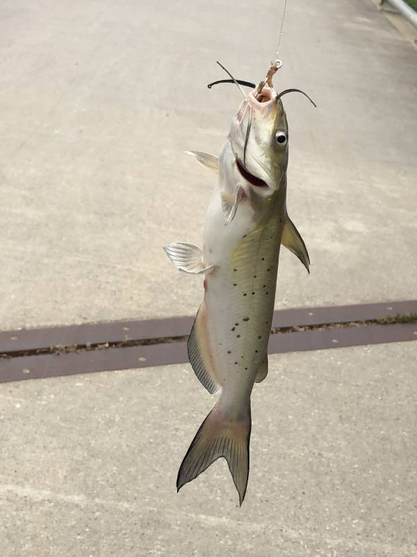 Channel catfish in Houston