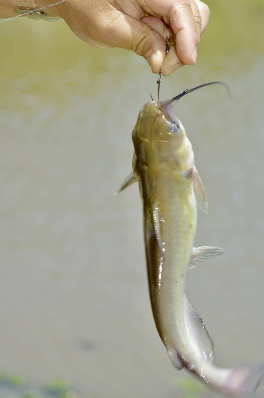 Channel catfish in College Station