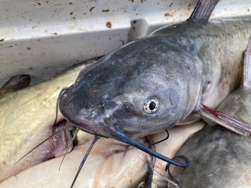 Channel catfish in Mississippi