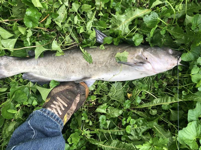 Channel catfish in Joliet