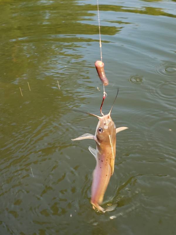 Channel catfish in Hilliard