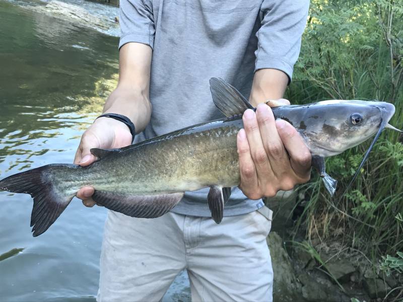 Channel catfish in Kansas