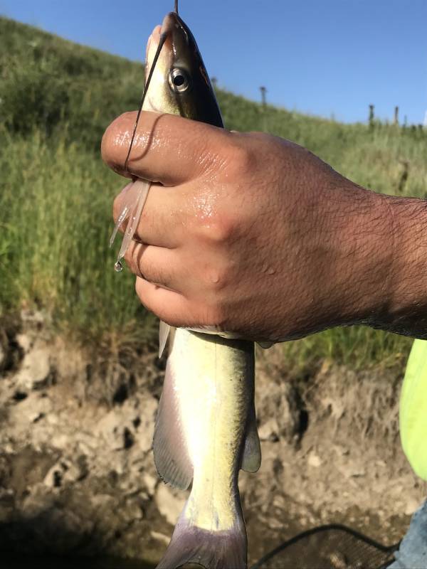 Channel catfish in Kansas