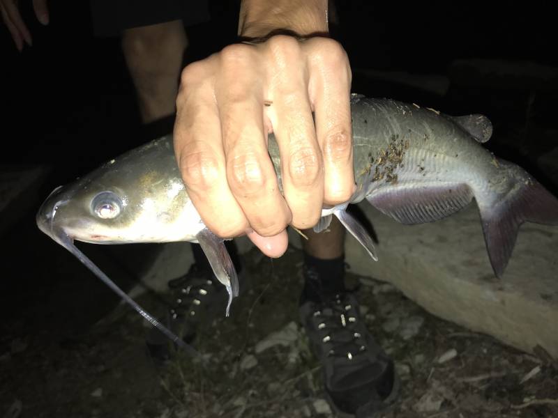 Channel catfish in Kansas