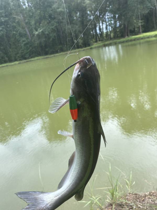 Channel catfish in Hinesville