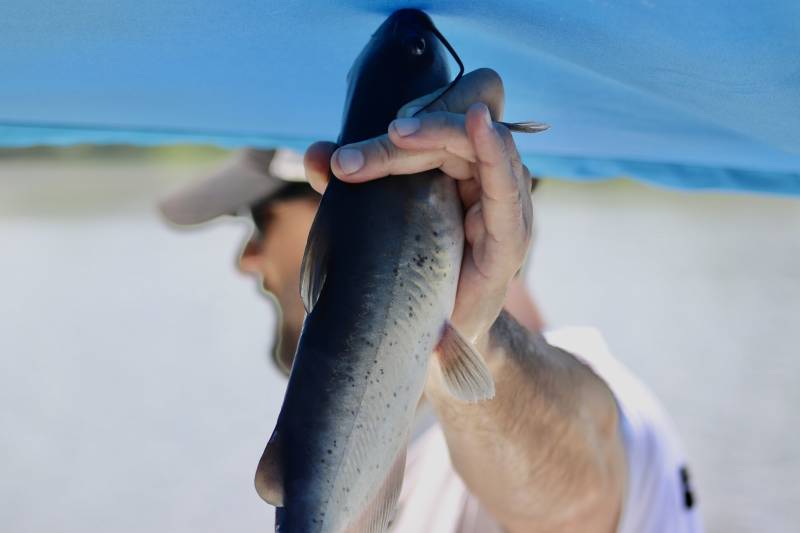 Channel catfish in Ogeechee River