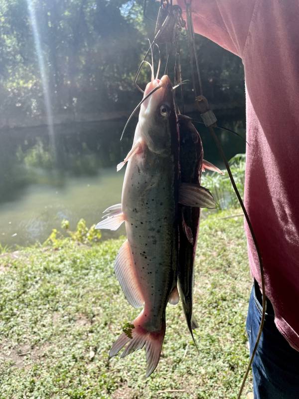 Channel catfish in New Braunfels