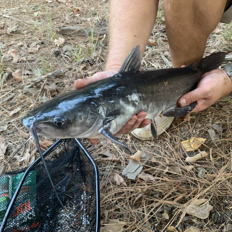Channel catfish in Cleveland