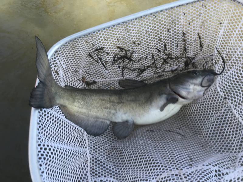 Channel catfish in Kerrville