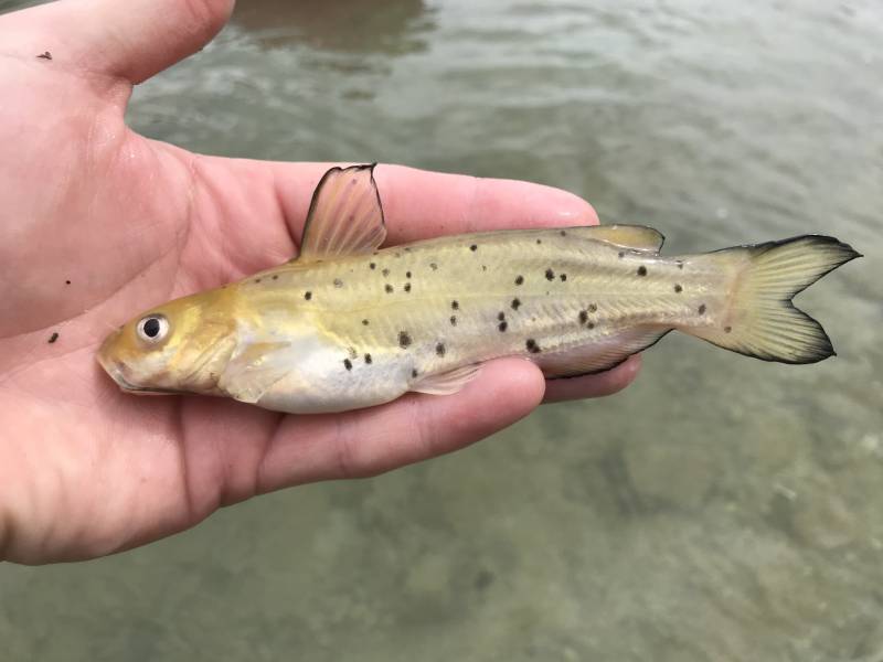 Channel catfish in Kerrville