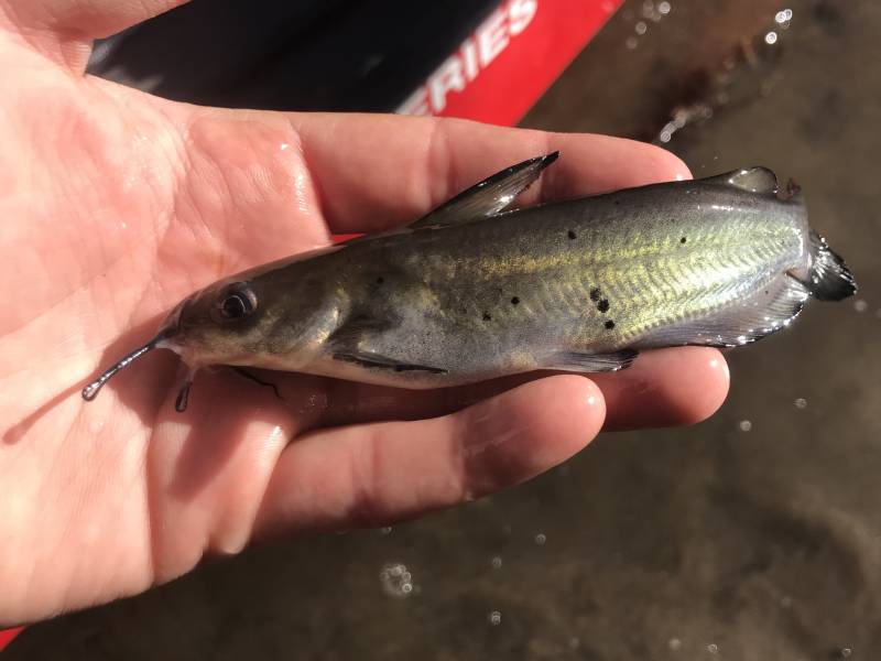 Channel catfish in Kerrville